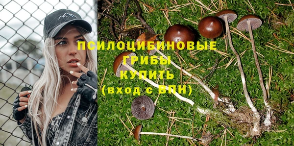 прущие грибы Пролетарск